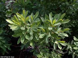 Attēlu rezultāti vaicājumam “Myrica gale bud”