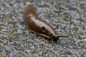 Attēlu rezultāti vaicājumam “Arion lusitanicus adult”