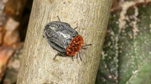 Attēlu rezultāti vaicājumam “Oiceoptoma thoracicum”