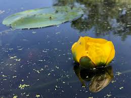 Attēlu rezultāti vaicājumam “Nuphar lutea flower”