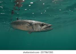 Image result for Scomberomorus cavalla