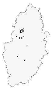Attēlu rezultāti vaicājumam “Anisotoma humeralis”