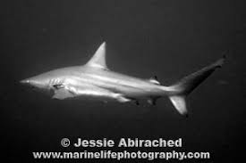 Image result for Carcharhinus limbatus