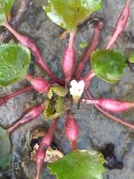 Attēlu rezultāti vaicājumam “Trapa natans”