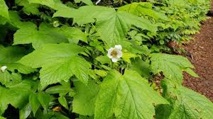 Attēlu rezultāti vaicājumam “Rubus parviflorus”
