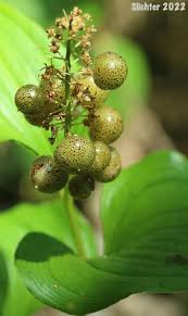 Attēlu rezultāti vaicājumam “Maianthemum bifolium fruit”