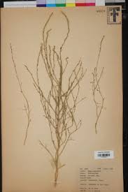 Attēlu rezultāti vaicājumam “Corispermum hyssopifolium fruit”