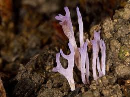 Attēlu rezultāti vaicājumam “Ramariopsis pulchella”