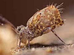 Attēlu rezultāti vaicājumam “Ptenothrix sp.”