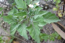 Attēlu rezultāti vaicājumam “Solanum nigrum leaf”
