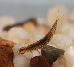 Attēlu rezultāti vaicājumam “Dytiscidae”