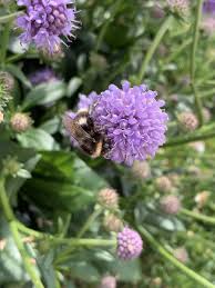 Image result for Succisa pratensis