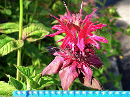 Attēlu rezultāti vaicājumam “Diderma montanum stalked”