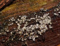 Attēlu rezultāti vaicājumam “Lasiosphaeria ovina”