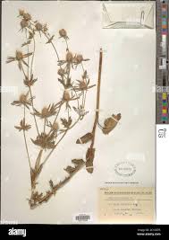 Attēlu rezultāti vaicājumam “Eryngium planum leaf”