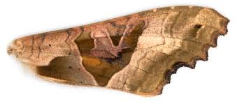 Attēlu rezultāti vaicājumam “Phlogophora meticulosa”