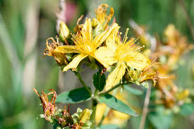 Attēlu rezultāti vaicājumam “Hypericum maculatum flower”