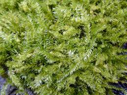 Attēlu rezultāti vaicājumam “Pseudotaxiphyllum elegans”