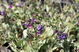 Image result for Pulmonaria Silverado