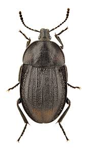 Attēlu rezultāti vaicājumam “Phosphuga atrata”