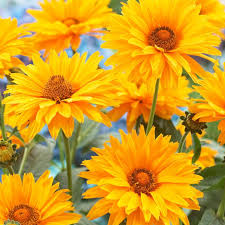 Image result for Gaillardia `Kobold`