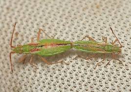 Attēlu rezultāti vaicājumam “Myrmus miriformis”