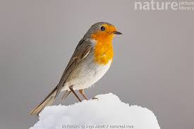 Image result for Erithacus rubecula