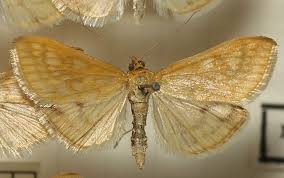 Attēlu rezultāti vaicājumam “Paratalanta hyalinalis”