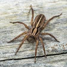 Attēlu rezultāti vaicājumam “Lycosidae”