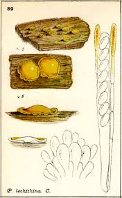 Attēlu rezultāti vaicājumam “Miladina lecithina”