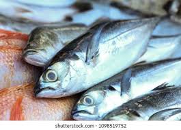 Image result for Crenimugil seheli