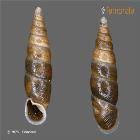 Attēlu rezultāti vaicājumam “Clausiliidae”