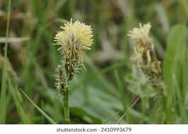 Attēlu rezultāti vaicājumam “Carex caryophyllea flower”