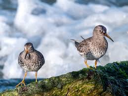 Attēlu rezultāti vaicājumam “Calidris maritima adult”