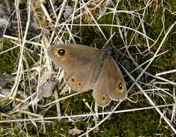 Attēlu rezultāti vaicājumam “Lasiommata maera”