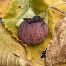 Attēlu rezultāti vaicājumam “Rosa subcanina leaf”