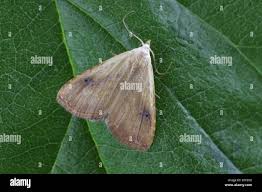 Attēlu rezultāti vaicājumam “Rivula sericealis”