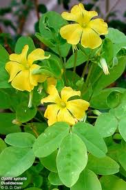 Attēlu rezultāti vaicājumam “Oxalidaceae”