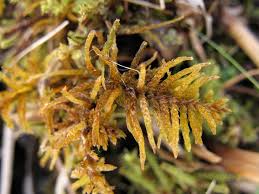 Attēlu rezultāti vaicājumam “Helodium blandowii”