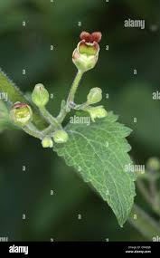 Attēlu rezultāti vaicājumam “Scrophularia umbrosa flower”