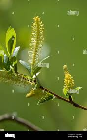 Attēlu rezultāti vaicājumam “Salix triandra”