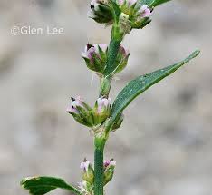Attēlu rezultāti vaicājumam “Polygonum aviculare flower”