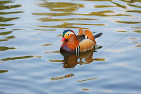 Attēlu rezultāti vaicājumam “Aix galericulata”