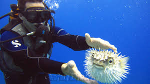 Image result for Seabug Divers