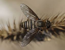 Attēlu rezultāti vaicājumam “Exoprosopa capucina”