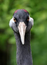 Attēlu rezultāti vaicājumam “Grus grus”