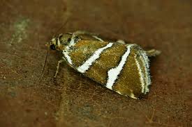 Attēlu rezultāti vaicājumam “Deltote bankiana”