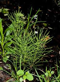 Attēlu rezultāti vaicājumam “Equisetum pratense”