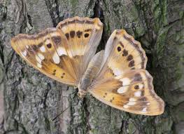 Attēlu rezultāti vaicājumam “Apatura ilia male”