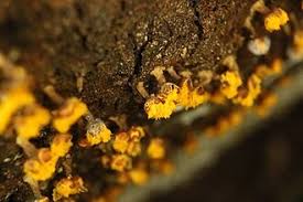 Attēlu rezultāti vaicājumam “Trichia erecta”